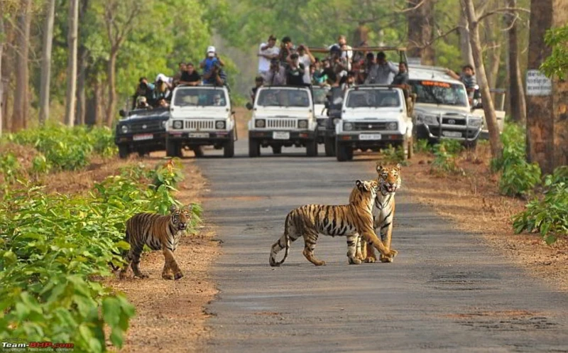 Tadoba Tiger Reserve
