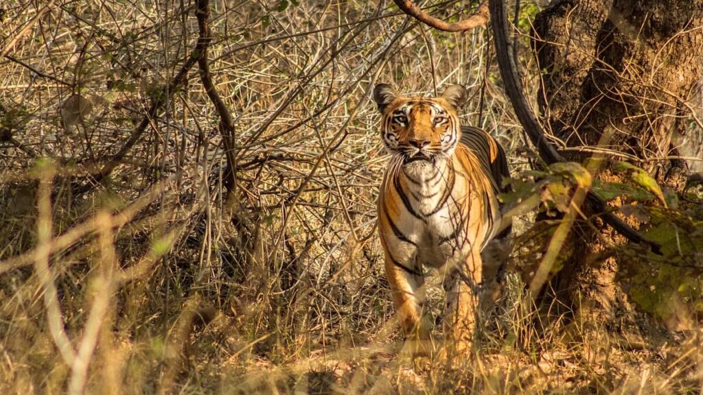 Bor tiger reserve