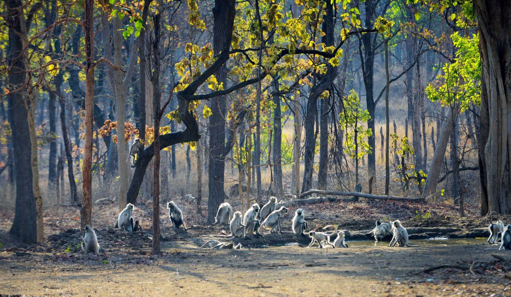pench national park
