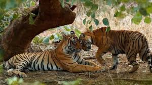 Ranthamboreh